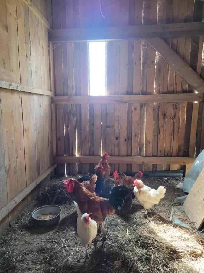 Agroturystyka Kaszuby Villagehome Borzytuchom Exteriér fotografie